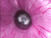 [夜桜字幕组]～little ballerina～ ヒナ!