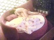 气质性感的美少妇出来偷吃约帅小伙酒店啪啪,美女受不了不让操了,男的还后插干,女说：你不是射了吗,逼都操肿了!