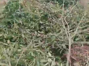 非常有才的男主播冒充抖音主持茶园套路正在摘野菜乳臭未干的高二学妹到车上啪啪，对白非常精彩