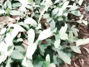 因为疫情大学迟迟没开学寂寞的大学生情侣上完网课到茶园野战捞点零花钱