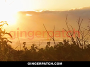 清纯梅根喜赴试镜却遭狠操